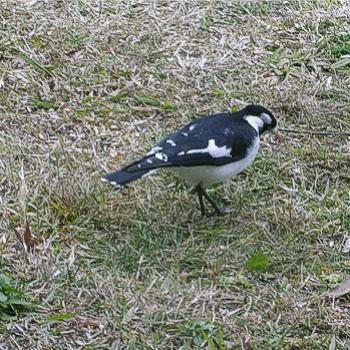 <b>Juvenile Magpie-lark, Grallina cyanoleuca, Canberra, July 2010 - Bev,AB</b> <b>Juvenile Magpie-lark, Grallina cyanoleuca, Canberra, July 2010 - Bev,AB</b>