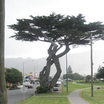 <b>Unusual Tree, Apollo Bay, Victoria May 2010 - Anne/Sydney</b>