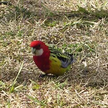 <b>Eastern Rosella, Platycercus eximius, red belly patch suggests an intergrade with the pale-headed rosella. Canberra 2010 - Bev,AB</b> <b>Eastern Rosella, Platycercus eximius, red belly patch suggests an intergrade with the pale-headed rosella. Canberra 2010 - Bev,AB</b>