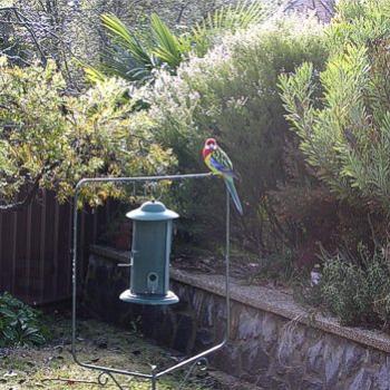 <b>Eastern Rosella, Platycercus eximius, in my aunt's back garden, Canberra 2010 - Bev,AB</b> <b>Eastern Rosella, Platycercus eximius, in my aunt's back garden, Canberra 2010 - Bev,AB</b>