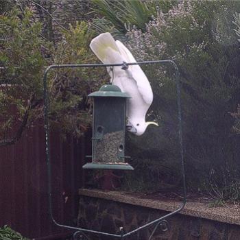 <b>Hungry Sulphur-crested Cockatoo, Cacatua galerita, Canberra, July 2010 - Bev,AB</b> <b>Hungry Sulphur-crested Cockatoo, Cacatua galerita, Canberra, July 2010 - Bev,AB</b>