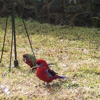 <b>Blue-cheeked Rosella, Platycercus elegans, adult & juvenile, Canberra 2010 - Bev,AB</b> <b>Blue-cheeked Rosella, Platycercus elegans, adult & juvenile, Canberra 2010 - Bev,AB</b>