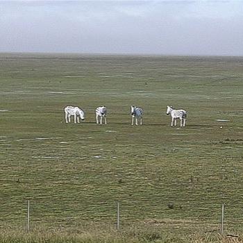 <b>Does anyone know why there are fake Zebras in Lake George? July 2010 - Bev,AB</b> <b>Does anyone know why there are fake Zebras in Lake George? July 2010 - Bev,AB</b>