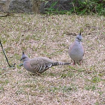 <b>Crested Pigeons, Ocyphaps lophotes, Canberra, July 2010 - Bev,AB</b> <b>Crested Pigeons, Ocyphaps lophotes, Canberra, July 2010 - Bev,AB</b>