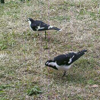 <b>Juvenile Magpie-larks, Grallina cyanoleuca, Canberra, July 2010 - Bev,AB</b> <b>Juvenile Magpie-larks, Grallina cyanoleuca, Canberra, July 2010 - Bev,AB</b>