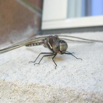 <b>Dragonfly on our window sill 12-Sep-10 by Anne,Sydney, AUS</b>