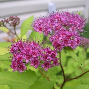 <b>Spirea flowers</b>