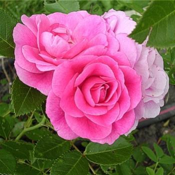 <b>Roses</b>