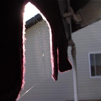 <b>Spiderweb on my awning - Aug. 2010</b>