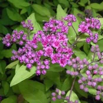 <b>Spirea flowers and buds</b>