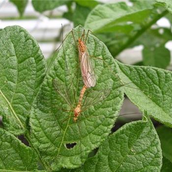 <b>Crane flies mating</b>