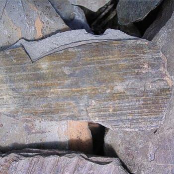 <b>Fossil on a mountain top, Lake Louise - Bev, AB</b>