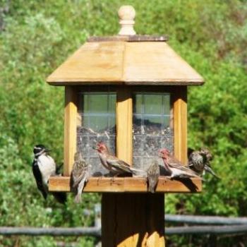 <b>Who invited the woodpecker to Red Canyon Lodge? by Wilodene of Utah May 2010 </b> <b>Who invited the woodpecker to Red Canyon Lodge? by Wilodene of Utah May 2010 </b>