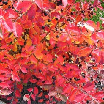 <b>Cotoneaster in autumn - Bev, AB</b>