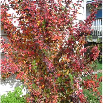 <b>Cotoneaster in autumn - Bev, AB</b>