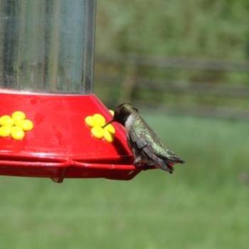 <b>Hummingbird Winner at Red Canyon Lodge by Wilodene of Utah May 2010 </b> <b>Hummingbird Winner at Red Canyon Lodge by Wilodene of Utah May 2010 </b>