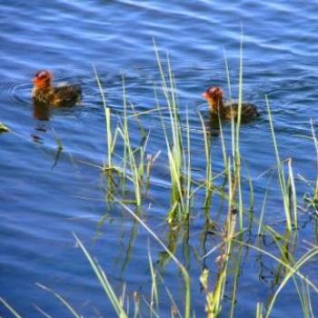 <b>Colorful Coot babies hiding near shore in Green Lake by Wilodene of Utah May 2010 </b> <b>Colorful Coot babies hiding near shore in Green Lake by Wilodene of Utah May 2010 </b>