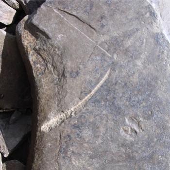 <b>Fossil on a mountain top, Lake Louise - Bev, AB</b>