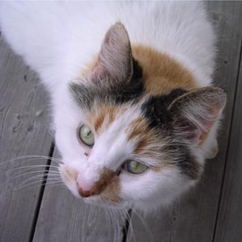 <b>Calypso - Bev, AB</b>