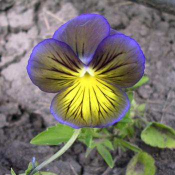 <b>Purple and yellow viola - Bev, AB</b>