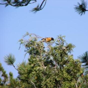 <b>Baltimore Oriole in treetop at Red Canyon Lodge by Wilodene of Utah May 2010 </b> <b>Baltimore Oriole in treetop at Red Canyon Lodge by Wilodene of Utah May 2010 </b>
