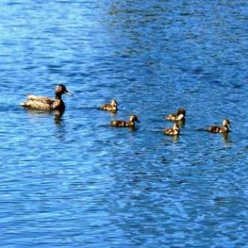 <b>Mother Mallard keeping close watch over ducklings in Green Lake by Wilodene of Utah May 2010 </b> <b>Mother Mallard keeping close watch over ducklings in Green Lake by Wilodene of Utah May 2010 </b>