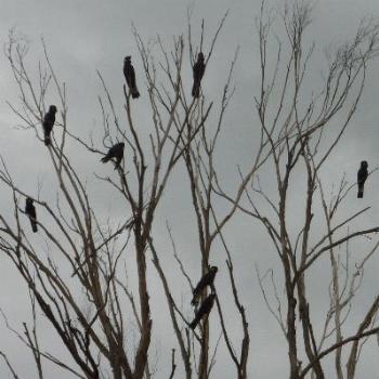 <b>Yellow-tailed black cockatoos (Calyptorhynchus funereus)-June</b> <b>Yellow-tailed black cockatoos (Calyptorhynchus funereus)-June</b>