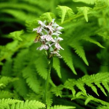 <b>Norwegian Orchid</b>