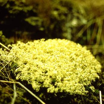 <b>Lichen</b>