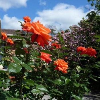 <b>Roses and Cherry Blossom (June)</b>