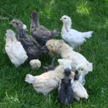 <b>Mixed flock of baby chicks and turkens in Utah by Wilodene</b>