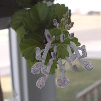 <b>I've had this plant for years and it's never flowered before - Bev, AB</b> <b>I've had this plant for years and it's never flowered before - Bev, AB</b>