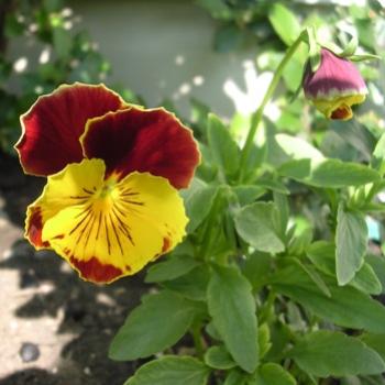 <b>Pansy - Bev, AB</b>
