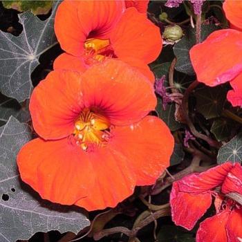 <b>Red Nasturtium - Bev, AB</b>