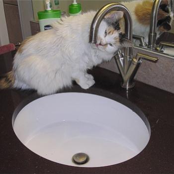 <b>How to drink from a tap - method 2 - Bev, AB</b>