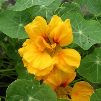<b>Yellow Nasturtium - Bev, AB</b>