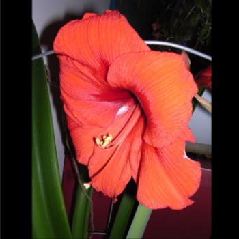 <b>Lily - Bev, AB</b>