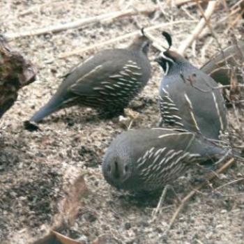 <b>Quail searching for seeds by Wilodene of Utah </b>