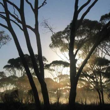 <b>Sunrise through the Kalgoorlie mallee (Robin/Kalgoorlie)</b>