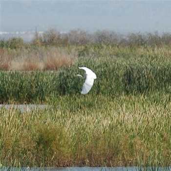 <b>Bird in Flight 2</b>