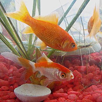 <b>4554 little fish in a bowl. Kate/Sydney</b>