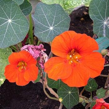 <b>Red Nasturtium - Bev, AB</b>