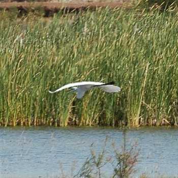 <b>Bird in Flight</b>