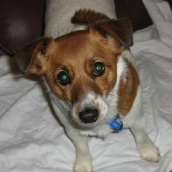<b>'Holly' a Jack Russell (Deb from Brisbane)</b>