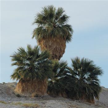 <b>A Real Desert Oasis</b>