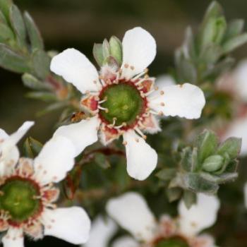<b>7959 Leptospermum sp, Tea Tree, Myrtaceae, Lake Albert, Wagga Wagga, Oct'09 Kate/Sydney</b> <b>7959 Leptospermum sp, Tea Tree, Myrtaceae, Lake Albert, Wagga Wagga, Oct'09 Kate/Sydney</b>