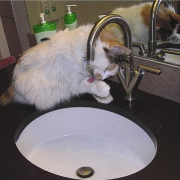 <b>How to drink from a tap - method 1 - Bev, AB</b>