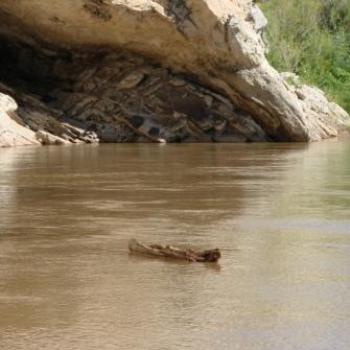 <b>Floating log on Green River in Dinosaur Nat'l Monument Sep 2010 by Wilodene from Utah</b> <b>Floating log on Green River in Dinosaur Nat'l Monument Sep 2010 by Wilodene from Utah</b>