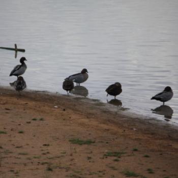 <b>8101 Australian Wood Duck, Chenonetta jubata, Ducks on Lake Albert, Wagga Wagga, Oct'09 Kate/Sydney</b> <b>8101 Australian Wood Duck, Chenonetta jubata, Ducks on Lake Albert, Wagga Wagga, Oct'09 Kate/Sydney</b>
