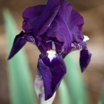 <b>7998 purple flag Iris, garden escapee, Lake Albert, Wagga Wagga, Oct'09 Kate/Sydney</b> <b>7998 purple flag Iris, garden escapee, Lake Albert, Wagga Wagga, Oct'09 Kate/Sydney</b>
